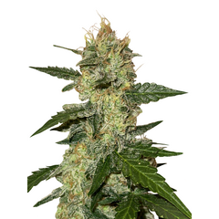 Cherry Moon OG Auto, Фасовка: 1